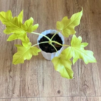 Philodendron Golden Selloum - self watering pot 