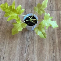 Philodendron Golden Selloum - self watering pot 