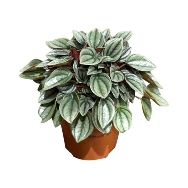 Peperomia Napoli  - brown / black standard pot , 11 - 14 inch