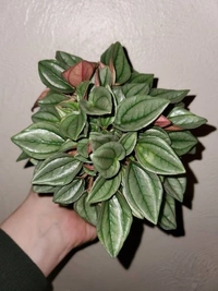 Peperomia Napoli  - white standard pot 