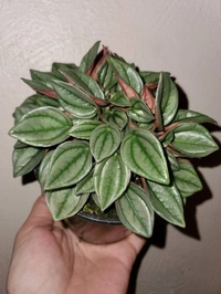 Peperomia Napoli  - white standard pot 