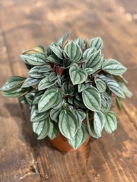 Peperomia Napoli  - self watering pot 