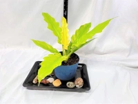 Philodendron Golden Xanadu - blue standard pot , 12 - 16 inch
