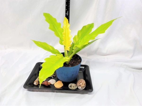 Philodendron Golden Xanadu - blue standard pot , 12 - 16 inch