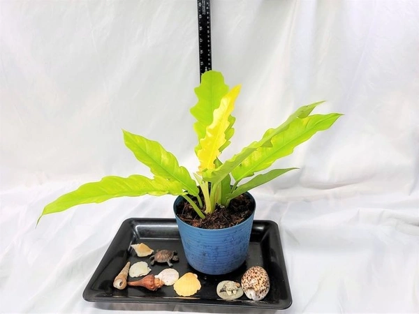 Philodendron Golden Xanadu - blue standard pot , 12 - 16 inch