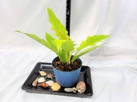 Philodendron Golden Xanadu - blue standard pot , 12 - 16 inch