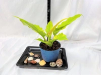 Philodendron Golden Xanadu - blue standard pot , 12 - 16 inch
