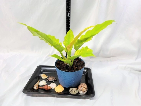 Philodendron Golden Xanadu - blue standard pot , 12 - 16 inch
