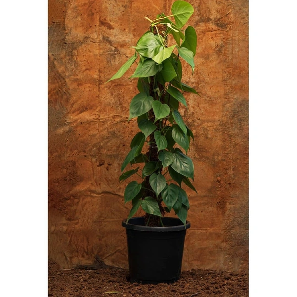 Philodendron Oxycardium Green Mosstick  - brown / black standard pot , 2 - 2.5 feet