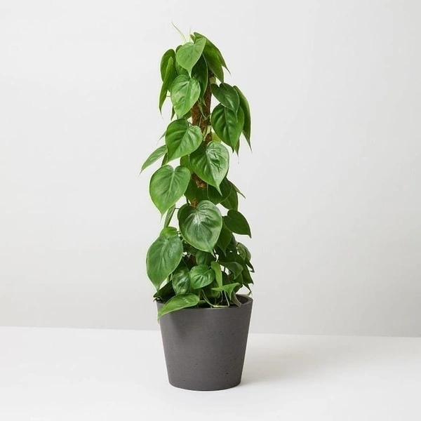 Philodendron Oxycardium Green Mosstick  - brown / black standard pot , 2 - 2.5 feet
