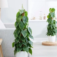 Philodendron Oxycardium Green Mosstick  - brown / black standard pot , 2 - 2.5 feet