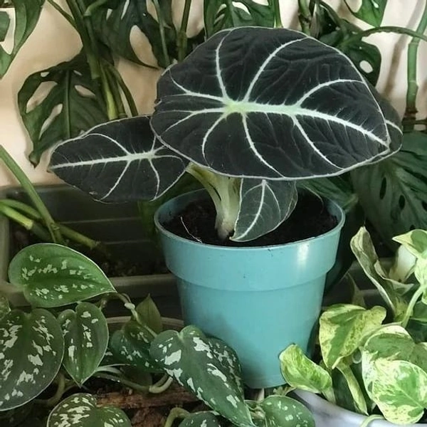 Black Velvet Alocasia - black / brown / green standard pot , 10 - 13 inch