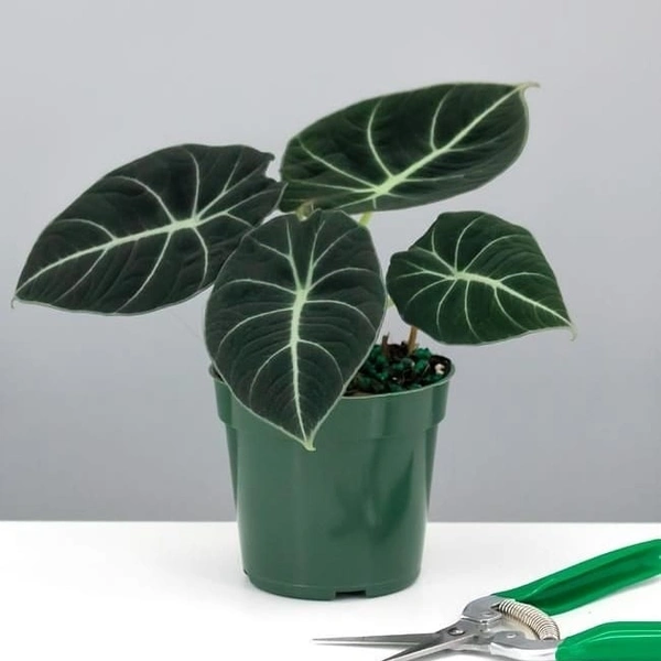 Black Velvet Alocasia - black / brown / green standard pot , 10 - 13 inch