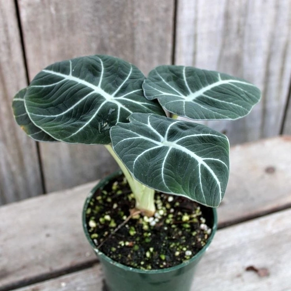 Black Velvet Alocasia - black / brown / green standard pot , 10 - 13 inch