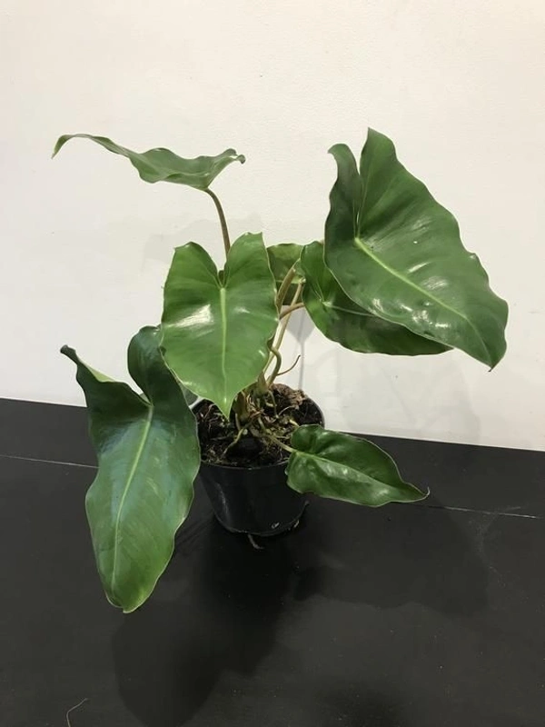 Philodendron Burle Marx Green - white standard pot 