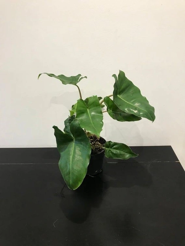Philodendron Burle Marx Green - self watering pot 