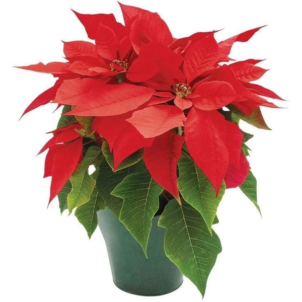 Poinsettia Red - 14 - 16 inch, black / brown / green standard pot