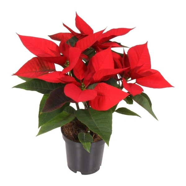 Poinsettia Red - self watering pot 