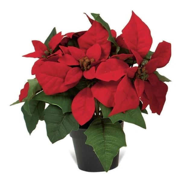 Poinsettia Red - self watering pot 