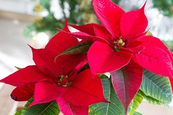 Poinsettia Red - self watering pot 