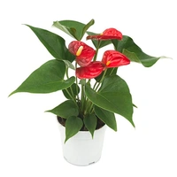 Anthurium Red  - brown / black standard pot , 0.5 - 1 feet