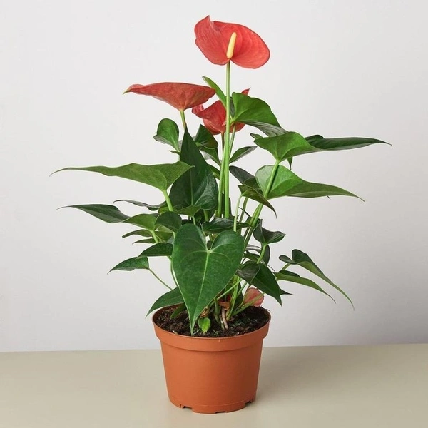 Anthurium Red  - brown / black standard pot , 0.5 - 1 feet