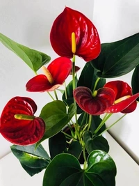 Anthurium Red  - white standard pot 