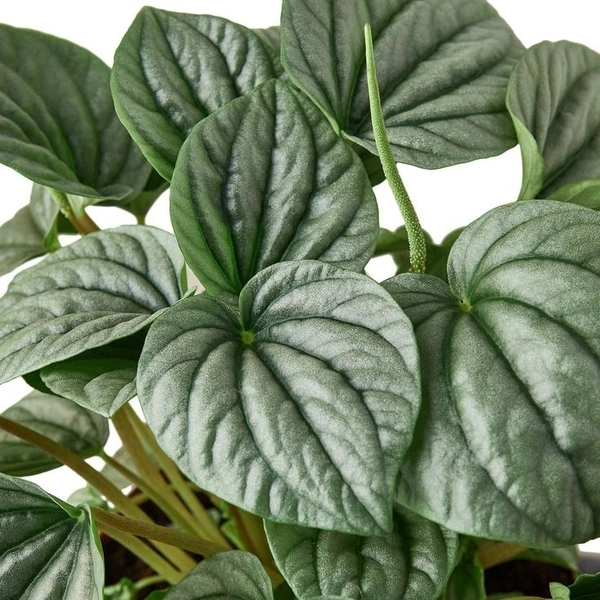 Peperomia Lush Grey  - brown / black standard pot , 6 × 12 cm