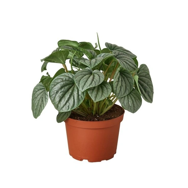 Peperomia Lush Grey  - brown / black standard pot , 6 × 12 cm