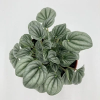 Peperomia Lush Grey  - brown / black standard pot , 6 × 12 cm