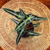 Alocasia Bambino  - black / brown standard pot , 8 - 10 inch