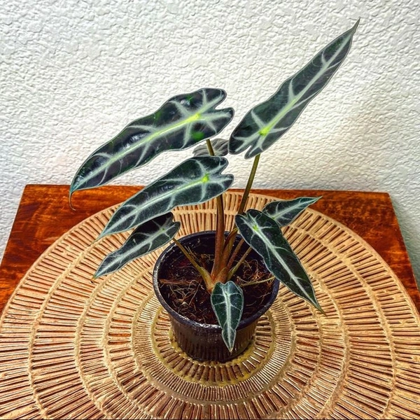 Alocasia Bambino  - black / brown standard pot , 8 - 10 inch