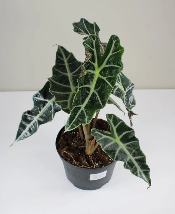 Alocasia Polly  - black / brown standard pot , 12 - 13 inch