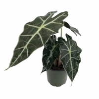 Alocasia Polly  - black / brown standard pot , 12 - 13 inch