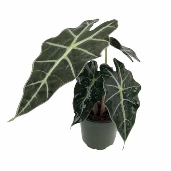 Alocasia Polly  - black / brown standard pot , 12 - 13 inch
