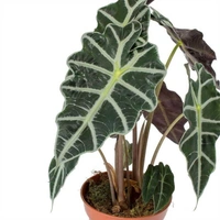 Alocasia Amazonica - white standard pot 