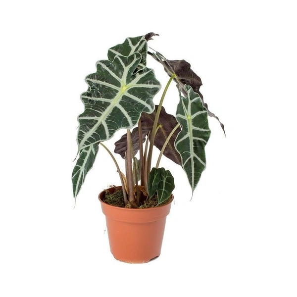 Alocasia Amazonica - self watering pot 