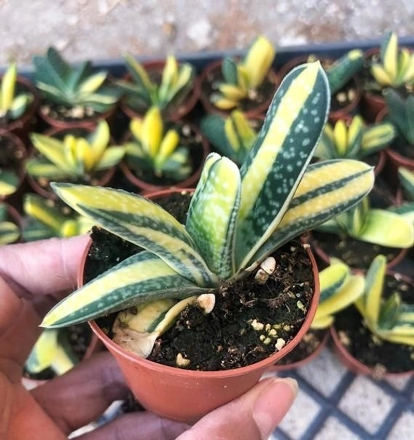 Gasteria Variegated  - brown / black standard pot , 3 × 6 inch 