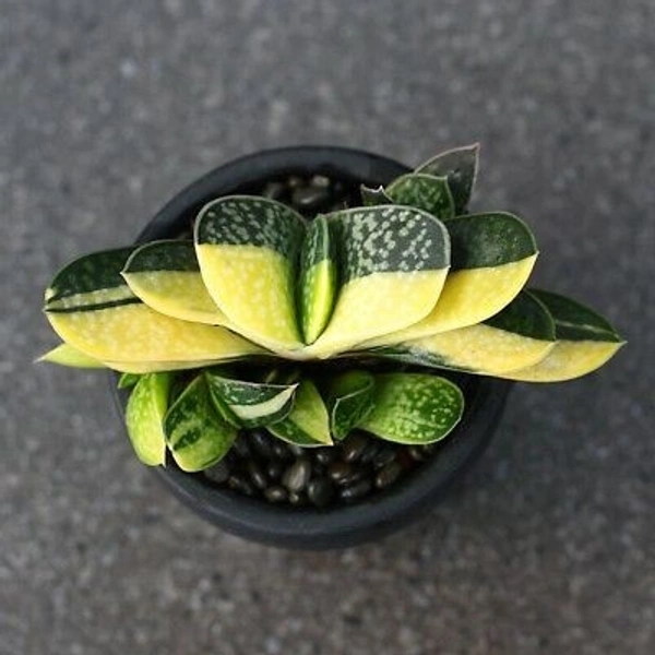 Gasteria Variegated  - brown / black standard pot , 3 × 6 inch 