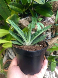 Gasteria Little Warty - black / brown standard pot , 3 × 6 inch