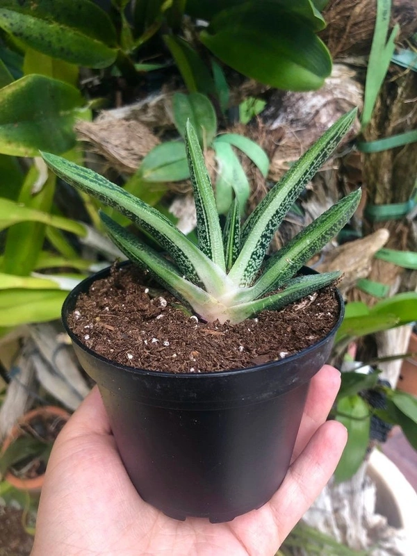Gasteria Little Warty - black / brown standard pot , 3 × 6 inch
