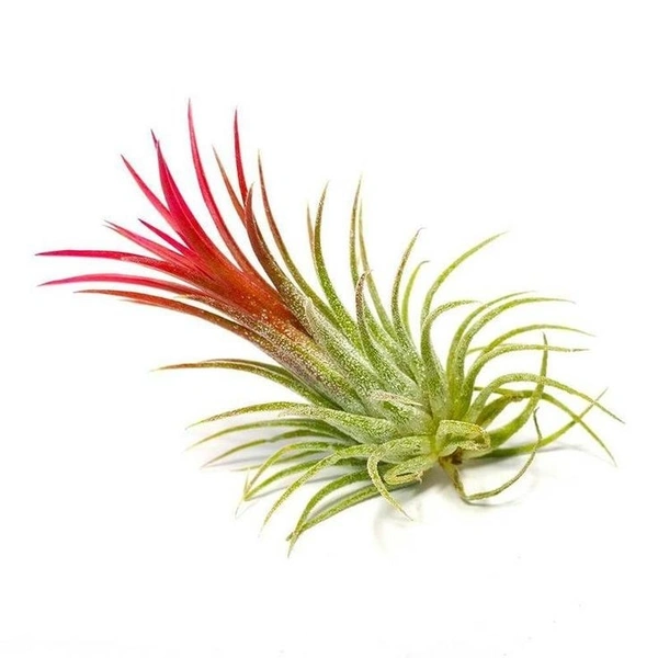 Tillandsia Ionantha  - black standard pot , 6 - 10 cm