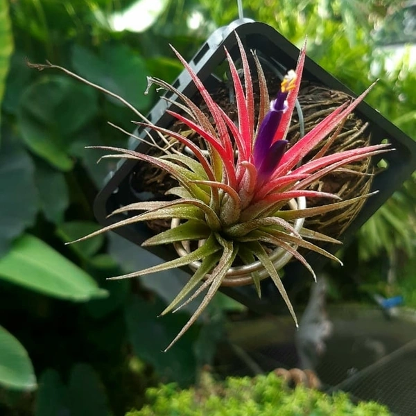 Tillandsia Ionantha  - black standard pot , 6 - 10 cm
