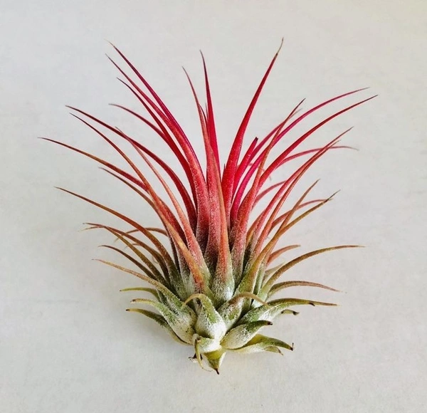 Tillandsia Ionantha  - black standard pot , 6 - 10 cm