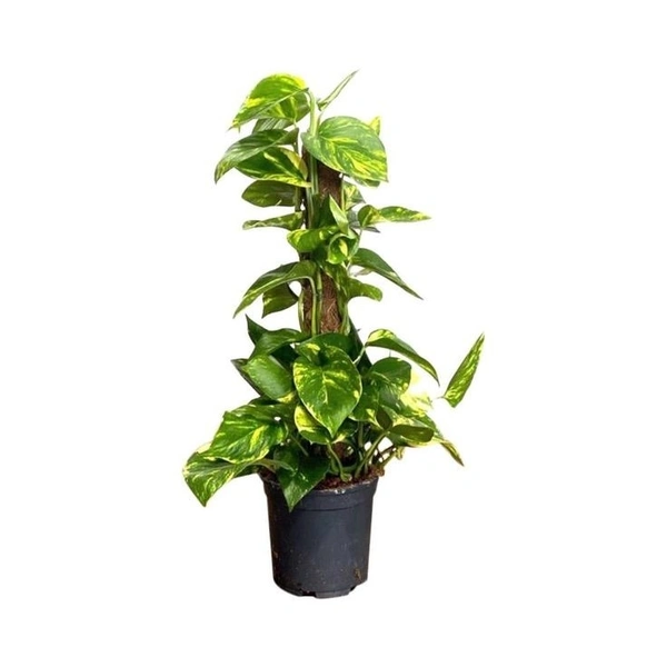 Golden Photos Grown ( Big ) - black standard pot , 2 - 2.5 feet