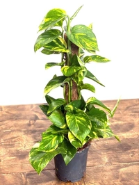 Golden Photos Grown ( Big ) - black standard pot , 2 - 2.5 feet
