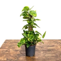 Golden Photos Grown ( Big ) - black standard pot , 2 - 2.5 feet