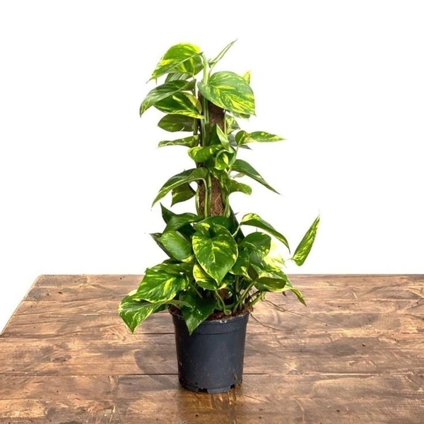 Golden Photos Grown ( Big ) - black standard pot , 2 - 2.5 feet