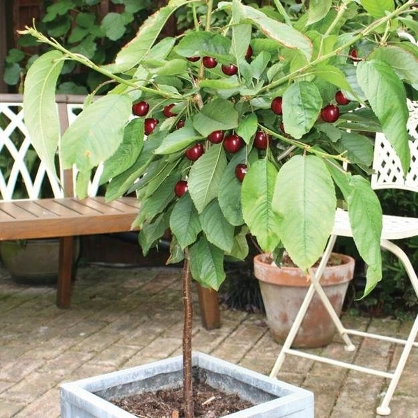 Cherry Plant Dwarf  - white standard pot 