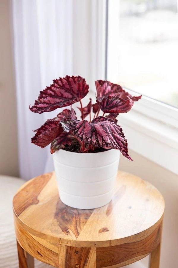 Rex Begonia Red - white standard pot 